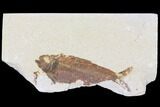 Fossil Fish (Knightia) - Wyoming #109962-1